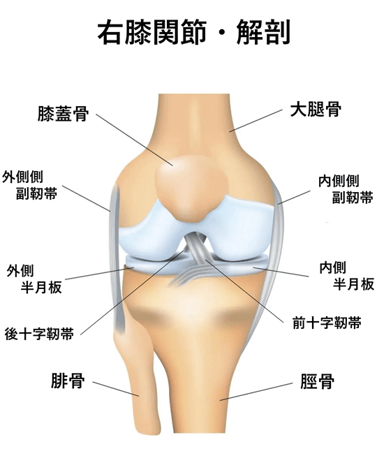 右膝関節・解剖
