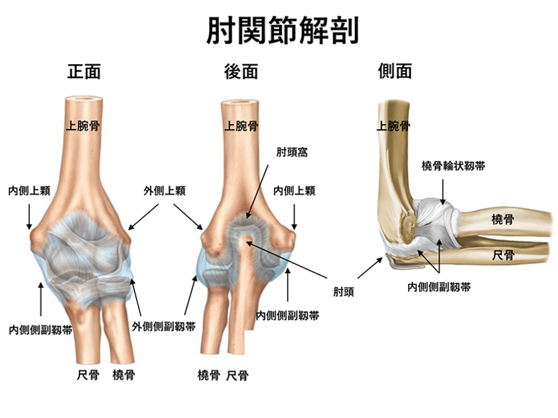 肘関節解剖